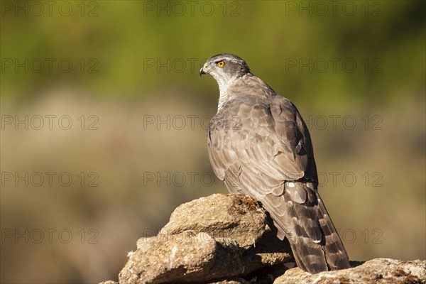 Northern goshawk (Accipiter gentilis) female, Extremadura, Castilla La Mancha, Spain, Europe