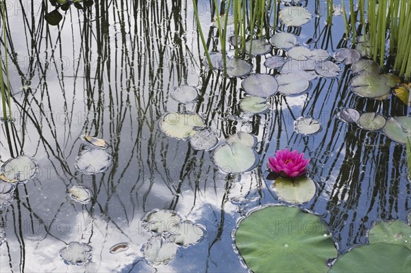 Floating pink Nymphaea, Waterlily flower with green lily pads and Schoenoplectus tabernaemontana, Club Rush plants in pond in summer, Quebec, Canada, North America