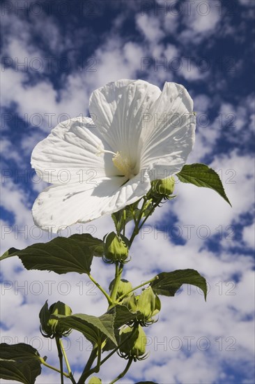 Close-up of white perennial Hibiscus flower plant with green leaves and unopened buds against a blue sky with cumulus clouds in summer, Quebec, Canada, North America