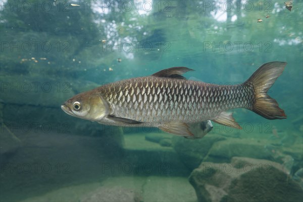 Hoven's carp (Leptobarbus hoevenii), occurring in Southeast Asia, captive