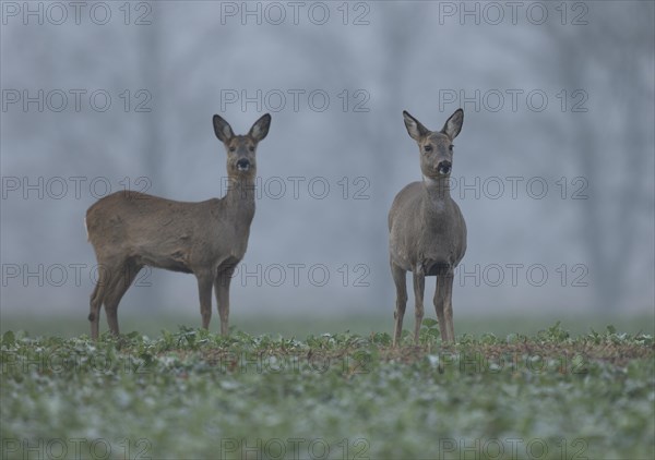 European roe deers (Capreolus capreolus) with winter fur standing in a field and looking attentively, wildlife, Thuringia, Germany, Europe