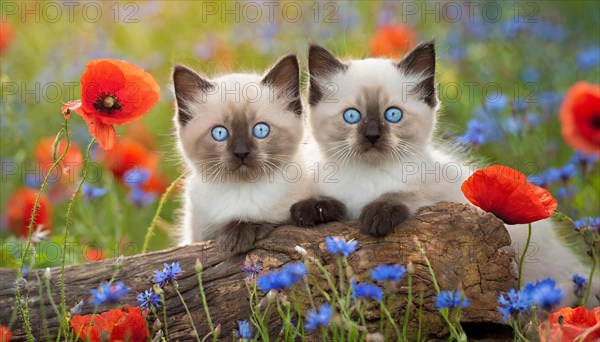 KI generated, animal, animals, mammal, mammals, cat, felidae (Felis catus), two kittens lying in a green meadow with flowers