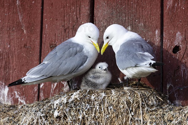 Black-legged kittiwake (Rissa tridactyla), breeding pair with chicks on nest on house facade, Vardo, Varanger, Finnmark, Norway, Europe