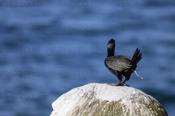 Common shag (Phalacrocorax aristotelis) defecating, Hornoya Island, Vardo, Varanger, Finnmark, Norway, Europe