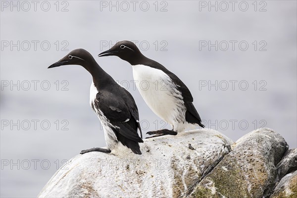 Common guillemot (Uria aalge), two adult birds on rock, Hornoya Island, Vardo, Varanger, Finnmark, Norway, Europe