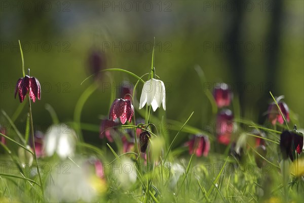 Enchanting chequerboard flowers, April, Germany, Europe