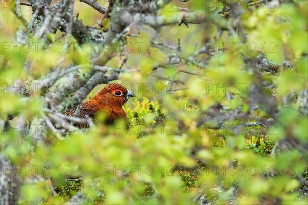 Willow ptarmigan (Lagopus lagopus) hiding in a green lush bush, Fulufjaellets National park, Dalarna, Sweden, Europe