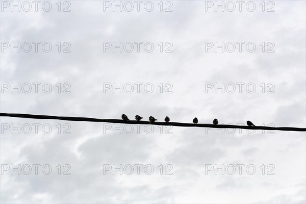 Swallows sitting side by side on a power line, migratory birds, Lake Kerkini, Lake Kerkini, Central Macedonia, Greece, Europe