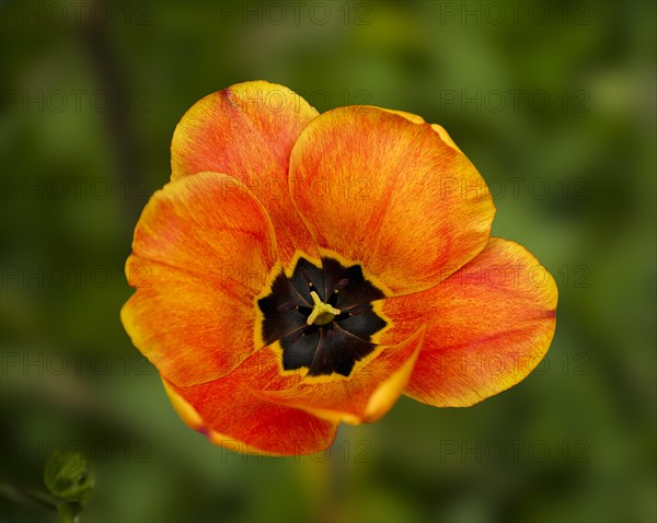 Tulip (Tulipa), Braunschweig, Lower Saxony, Germany, Europe