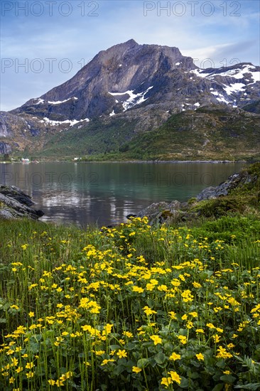 Landscape on the Lofoten Islands. View of the sea, Kakersundet, and the mountain Narvtinden on Moskenesoya. In the foreground on the meadow yellow blooming marsh marigolds (Caltha palustris), at night at the time of the midnight sun in good weather, some clouds in the sky. Early summer. Location Flakstadoya, Lofoten, Norway, Europe