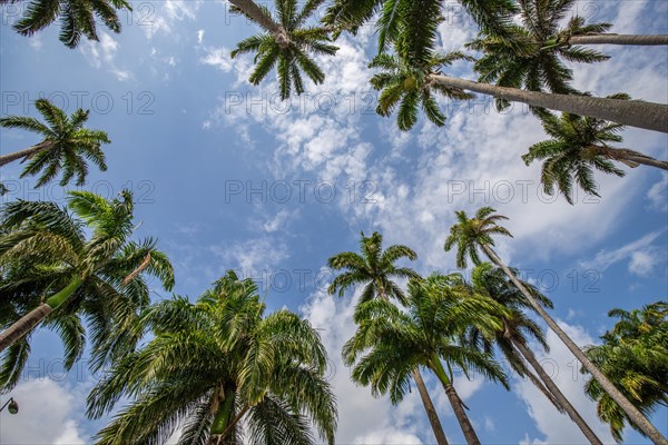 The famous palm avenue l'Allee Dumanoir. Landscape shot from the centre of the street into the avenue. Taken on a changeable day on Grand Terre, Guadeloupe, Caribbean, North America