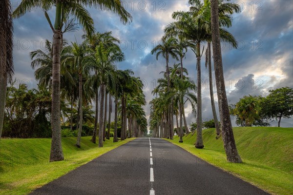 The famous palm avenue l'Allee Dumanoir. Landscape shot from the centre of the street into the avenue. Taken during a fantastic sunset. Grand Terre, Guadeloupe, Caribbean, North America