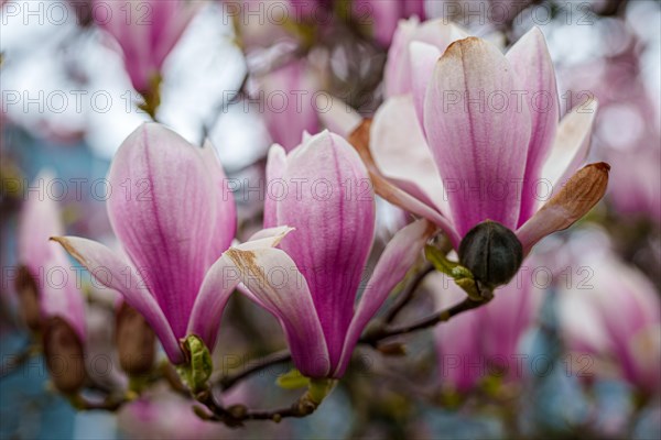Close-up of pink tulip magnolia flowers (Magnolia x soulangiana) in springtime, Dessau, Germany, Europe