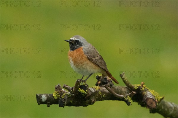 Redstart male standing on branch looking left