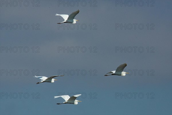 Great White Egret four birds with open wings flying right looking in front of blue sky