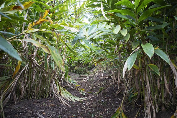 Path through a cardamom plantation, Cadamom Hills, Munnar, Kerala, India, Asia