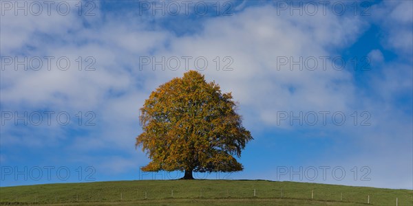 Common beech (Fagus sylvatica), in autumn, solitary tree near Rieden am Forggensee, Ostallgaeu, Allgaeu, Bavaria