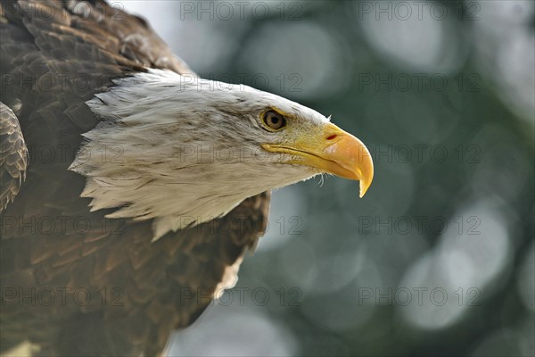 Bald Eagle (Haliaeetus leucocephalus)