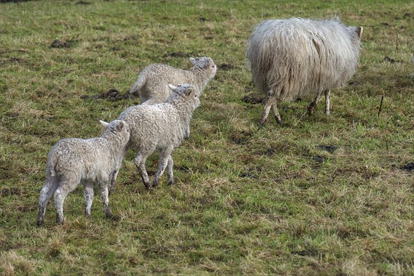Moorschnucken lambs Ovis aries) run after their mother on the pasture, Mecklenburg-Vorpommern, Germany, Europe