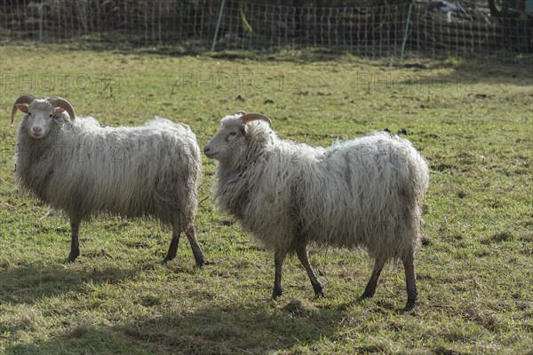 Two horned moorland sheep (Ovis aries) grazing by a pond, Mecklenburg-Western Pomerania, Germany, Europe