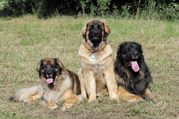 Leonberger dogs, Two Leonberger dogs relax on a meadow and look into the distance, Leonberger dog, Schwaebisch Gmuend, Baden-Wuerttemberg, Germany, Europe