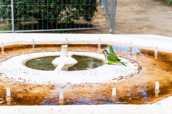 Birds drinking from the mouth of a disused well as a result of the water shortage in Barcelona, Spain, Europe