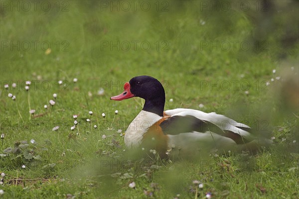 Common Shelduck (Tadorna tadorna)