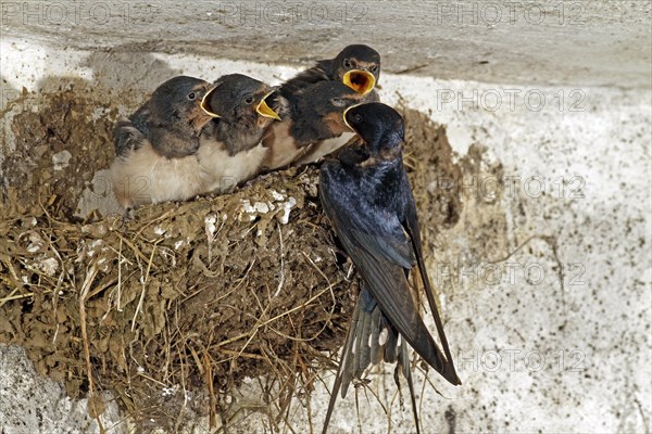 Barn Swallow (Hirundo rustica), young, nest