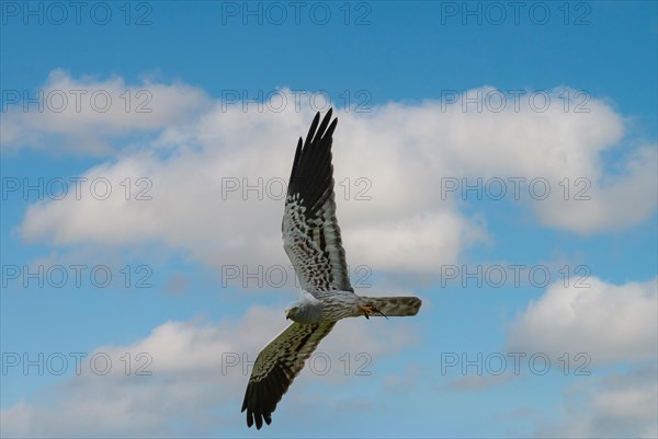 Montagu's harrier (Circus pygargus), male in flight with lizard in catch, Extremadura, Spain, Europe