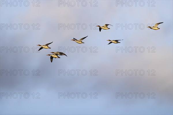 Red-breasted Merganser (Mergus serrator), small flock in flight, Laanemaa, Estonia, Europe