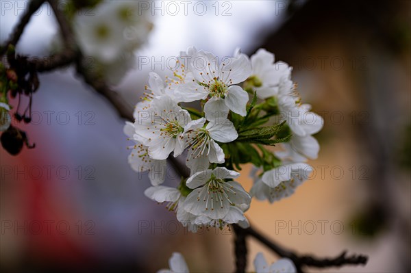 The white blossoms of a sweet cherry (Prunus avium) on a cherry tree, Jena, Thuringia, Germany, Europe