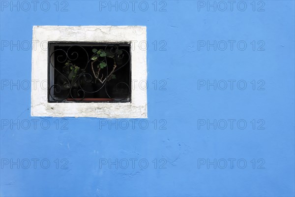 Colourful houses, Burano, Burano Island, Geometric window grille on a bright blue wall with a plant, Burano, Venice, Veneto, Italy, Europe