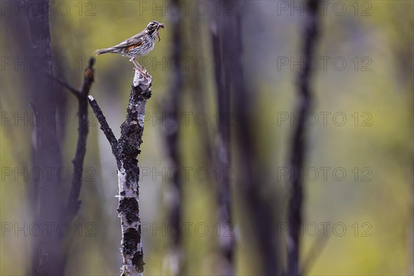 Redwing (Turdus iliacus) with earthworms in its beak, Varanger, Finnmark, Norway, Europe