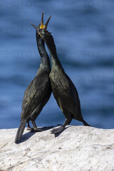 Common shag (Phalacrocorax aristotelis), breeding pair during courtship display, Hornoya Island, Vardo, Varanger, Finnmark, Norway, Europe