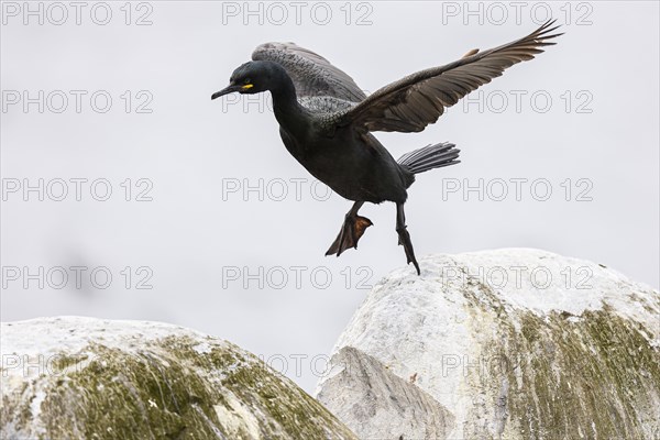 Common shag (Phalacrocorax aristotelis) hopping on a rock, Hornoya Island, Vardo, Varanger, Finnmark, Norway, Europe