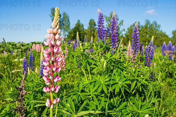 Large-leaved lupine (Lupinus polyphyllus) in bloom on a meadow, a invasiv art in the nature