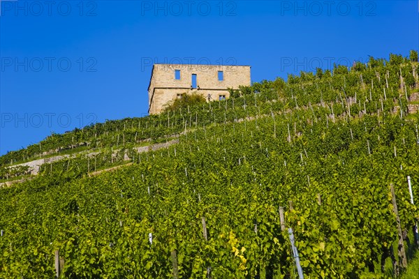 Yburg, Y-Burg, Yberg, Eibenburg, ruins of a hillside castle, historic building, built in the early 14th century, excursion destination, vineyard, Stetten vineyards, plants, Kernen im Remstal, Rems-Murr-Kreis, Baden-Wuerttemberg, Germany, Europe