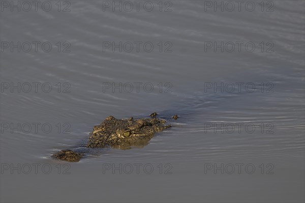 Nile crocodile (Crocodylus niloticus) Mziki Private Game Reserve, North West Province, South Africa, Africa