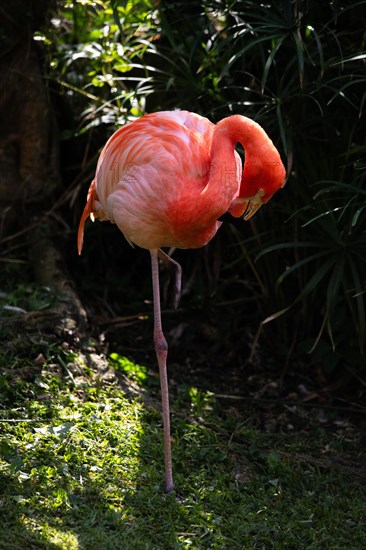 Portrait of a flamingo. Beautiful shot of the animals in the forest on Guadeloupe, Caribbean, French Antilles