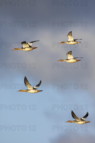 Red-breasted Merganser (Mergus serrator), small flock in flight, Laanemaa, Estonia, Europe