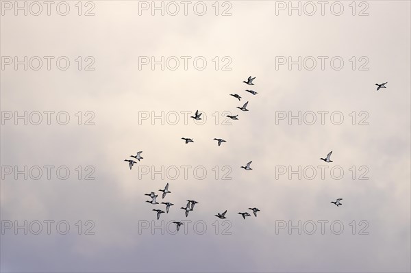 Greater scaup (Aythya marila), small flock in flight, Laanemaa, Estonia, Europe