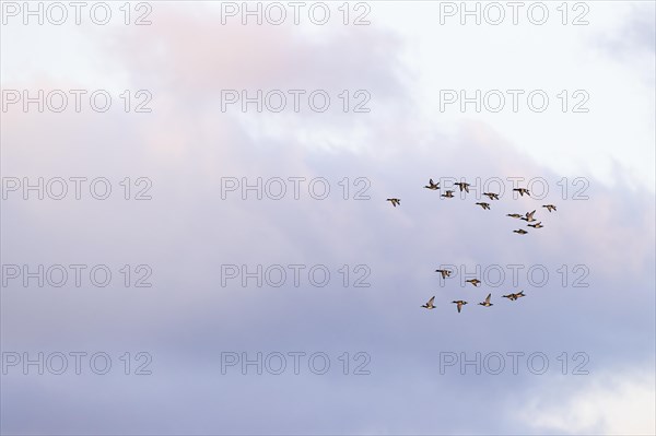 Greater scaup (Aythya marila), small flock in flight, Laanemaa, Estonia, Europe