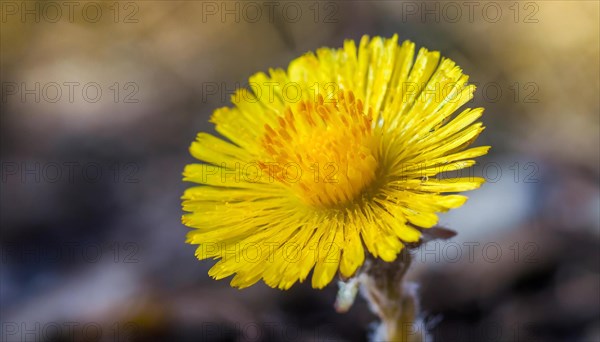 Close-up of a blooming coltsfoot flower in front of a blurred background, medicinal plant coltsfoot, Tussilago farfara, AI generated, AI generated