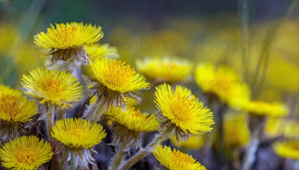 Coltsfoot flower heads in the natural environment of a field, medicinal plant coltsfoot, Tussilago farfara, AI generated, AI generated