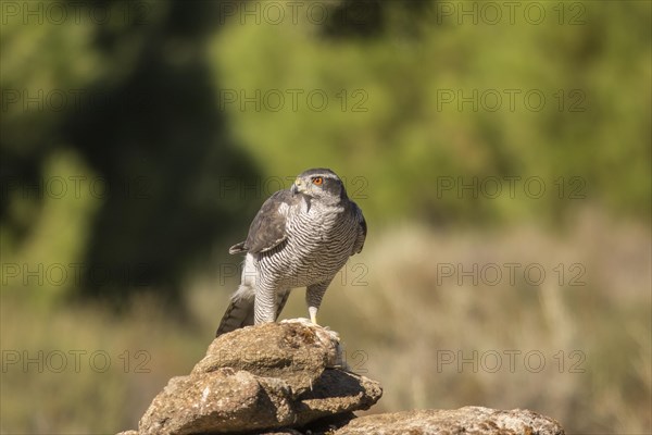 Northern goshawk (Accipiter gentilis), Extremadura, Castilla La Mancha, Spain, Europe