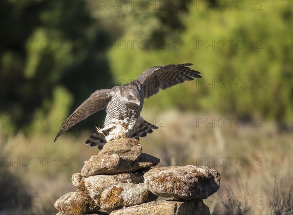 Northern goshawk (Accipiter gentilis) female, Extremadura, Castilla La Mancha, Spain, Europe