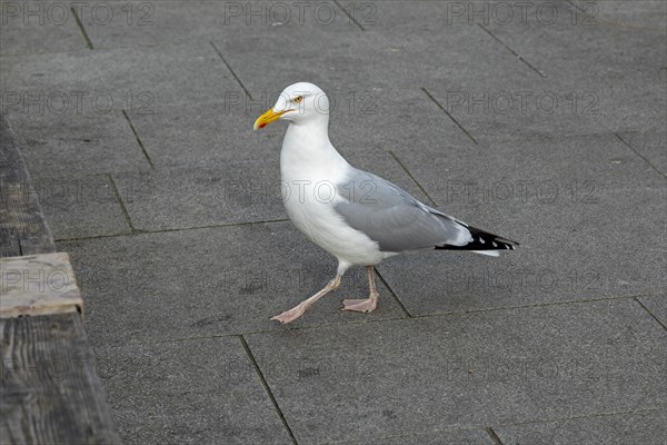 Seagull, Harbour, Folkestone, Kent, Great Britain
