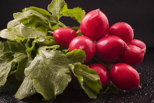 Close-up of harvested and washed red Raphanus sativus, Radishes on black background with water droplets, Studio Composition, Quebec, Canada, North America