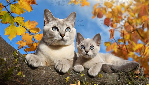 AI generated, animal, animals, mammal, mammals, cat, felidae (Felis catus), a cat and a kitten resting on a tree, autumn, seasons