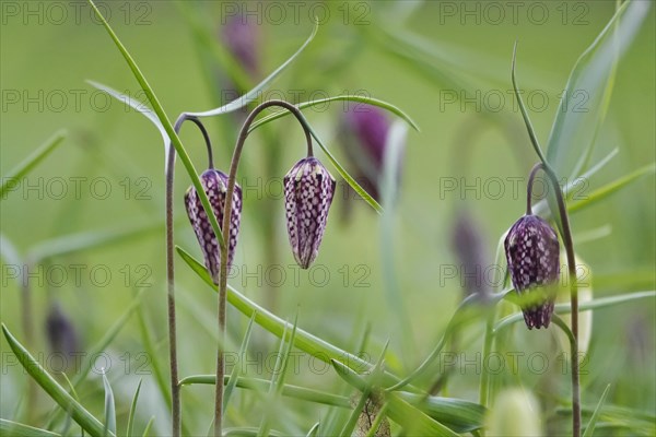 Charming chequerboard flower, spring, Germany, Europe